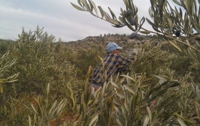 Family Tree – Olive Trees in Palestine